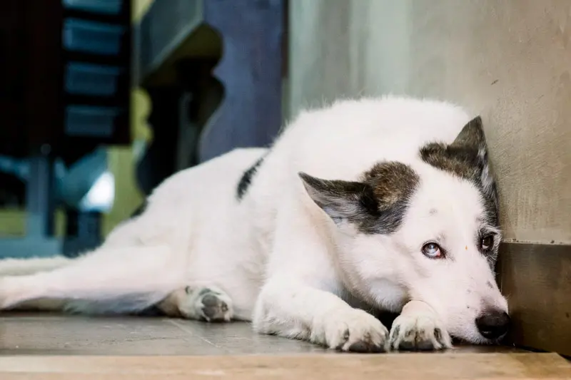 White dog lying on the hair salon floor during the bride's preparations
