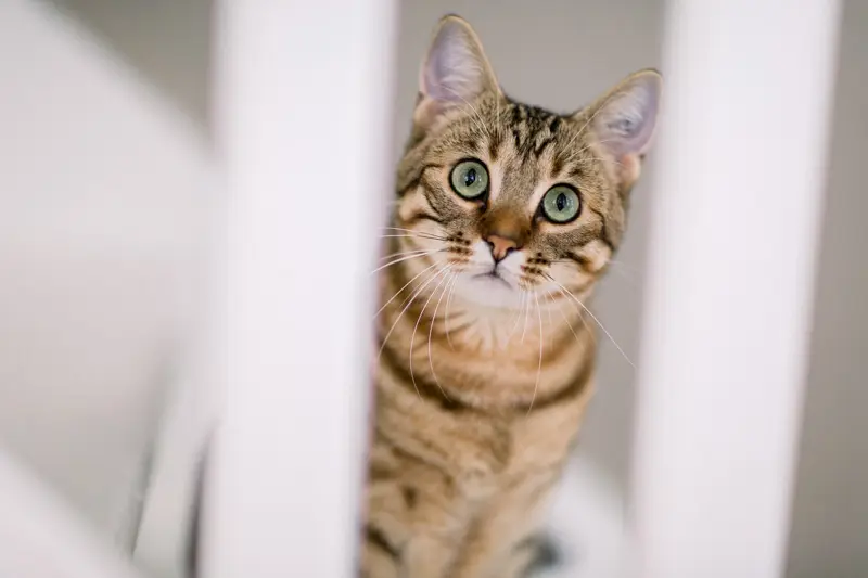 Tabby cat peering at the camera between staircase banisters