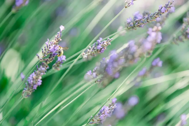 Close-up of purple lavender spikes in a garden