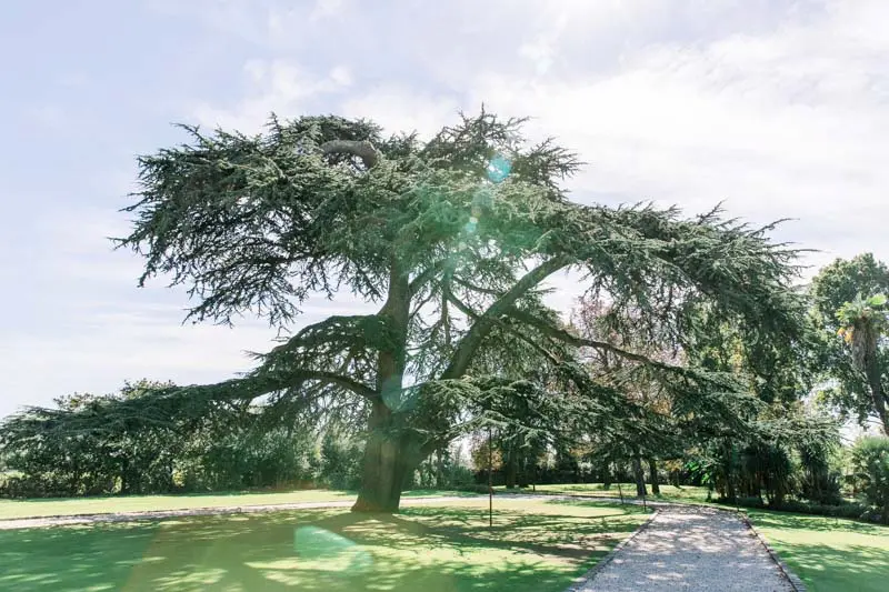 The majestic cedar of Lebanon in the grounds of Château Pape Clément