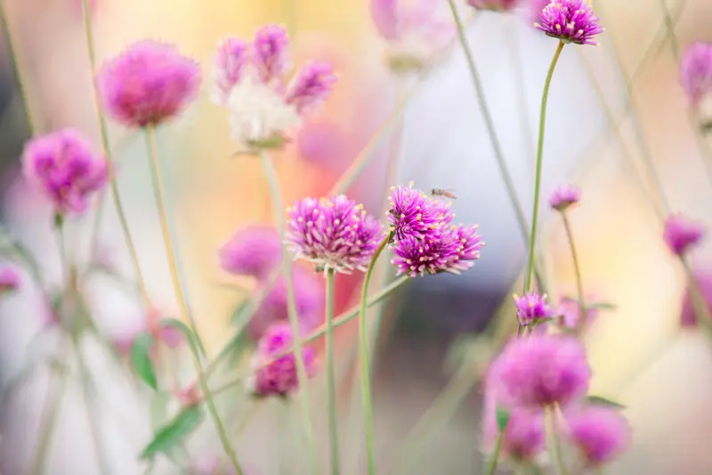 Pink globe amaranth flowers in the golden garden light