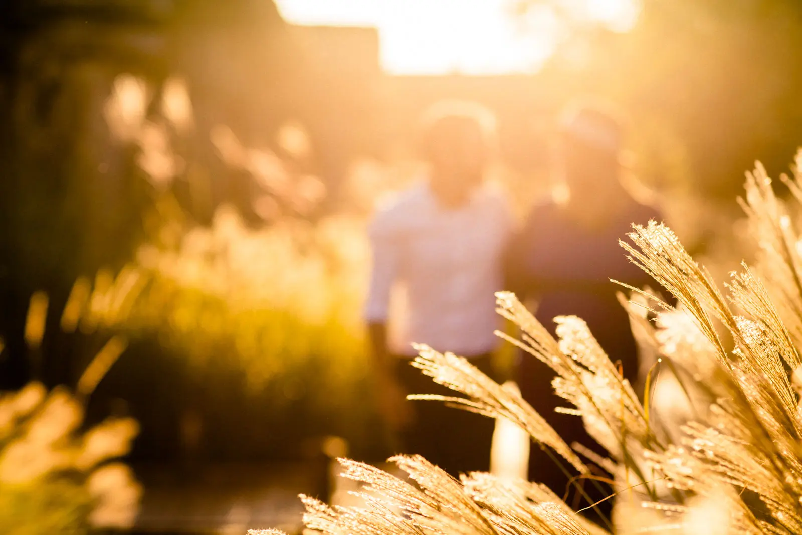 Couple backlit among golden grasses during a session at Les Sources de Caudalie