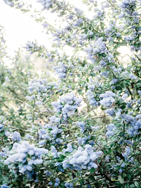 A blue-flowering ceanothus shrub bathed in soft spring light