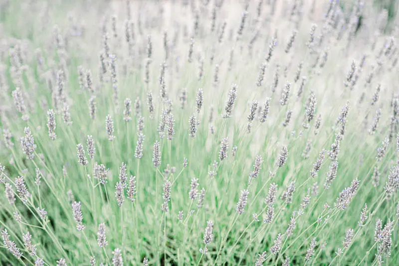 Lavender in bloom in the gardens of Château Pape Clément