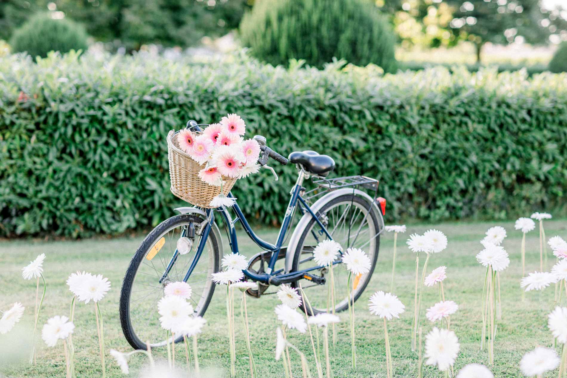 Bicycle with a basket of pink flowers among the daisies