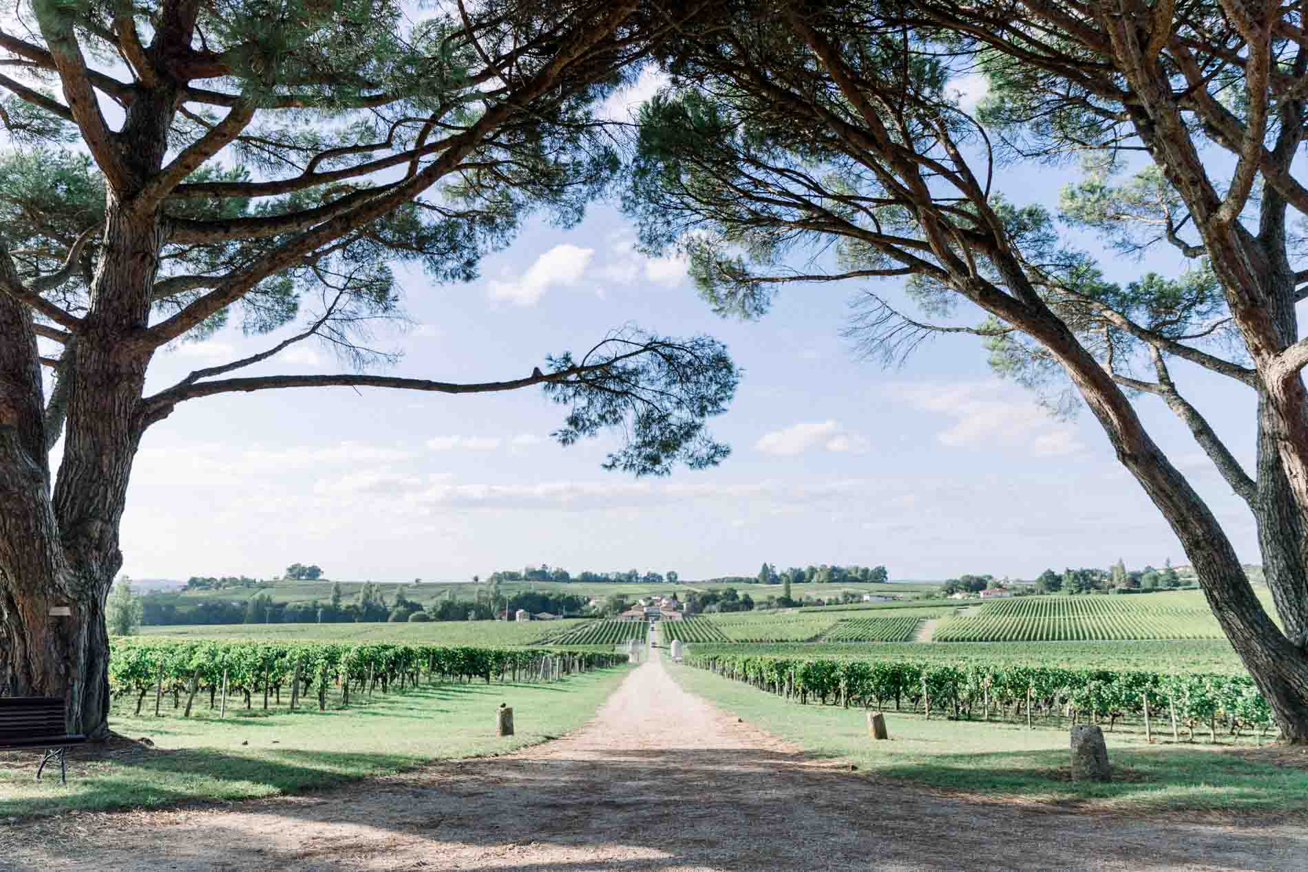 A path framed by tall pines opening onto the estate's vineyards