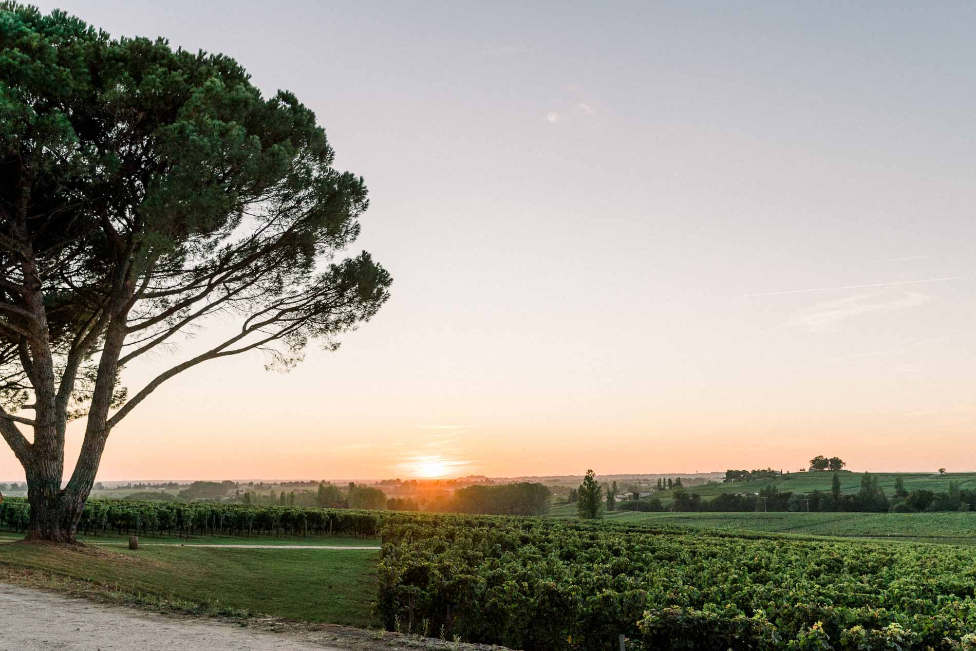 Sunset over the vineyards and a tall umbrella pine in Gironde