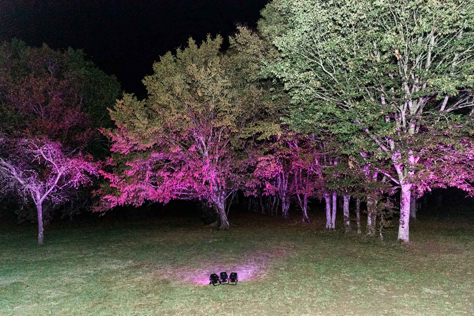 Trees in the grounds lit in purple and white during the evening