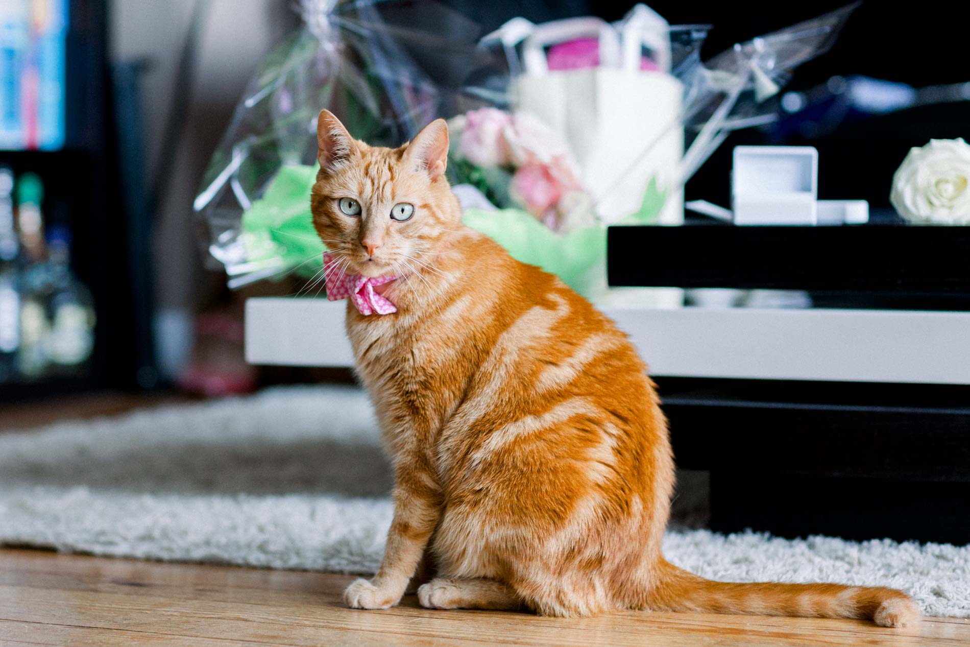 Ginger cat wearing a pink bow tie in the living room on the wedding day
