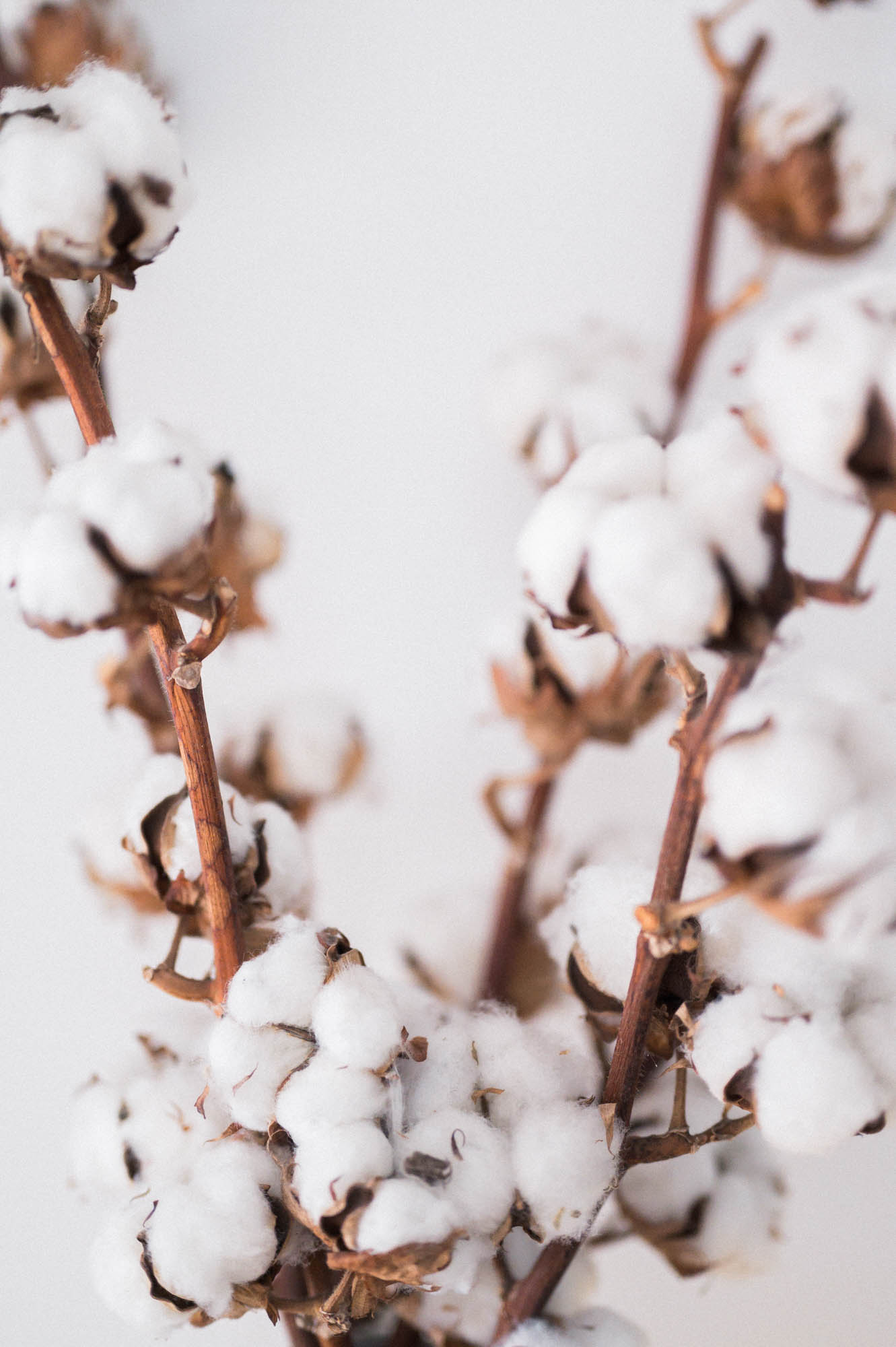 Cotton branches in bloom against a white background
