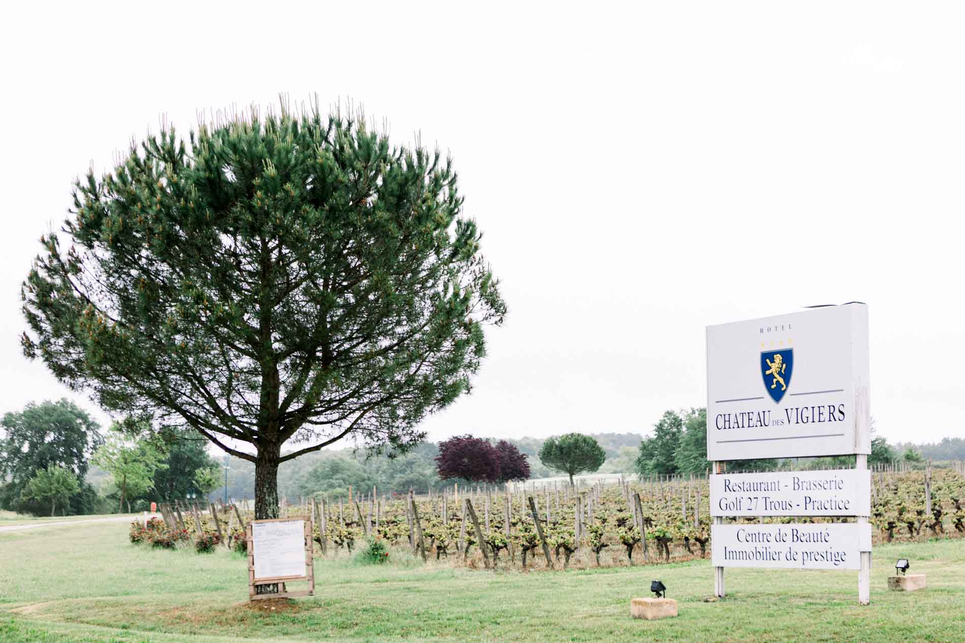 Umbrella pine, vines and the entrance sign of Château des Vigiers