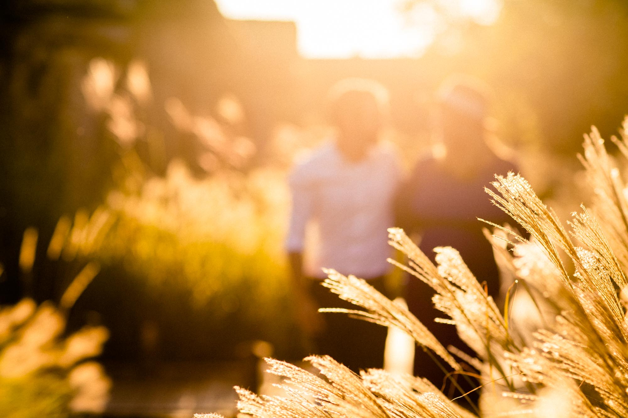 Parents-to-be behind golden grasses at sunset at Les Sources de Caudalie