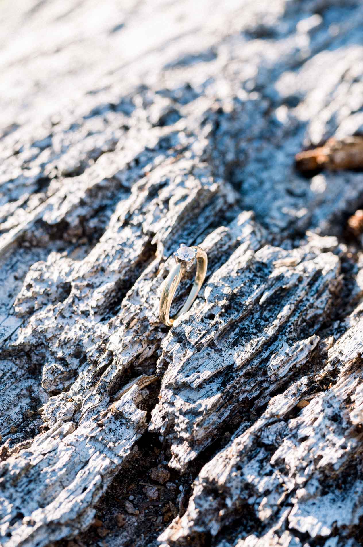 Engagement ring resting on dark, rough tree bark