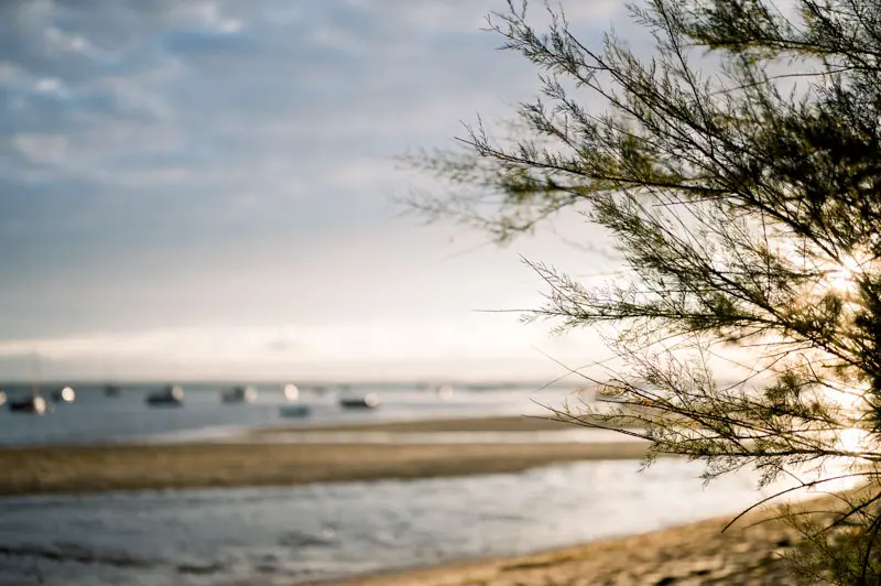 Setting sun shining through a tamarisk on the beach of Arcachon Bay