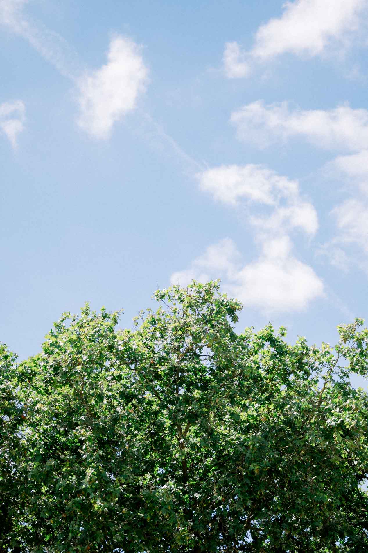 Green treetop under a blue sky streaked with clouds in Bordeaux