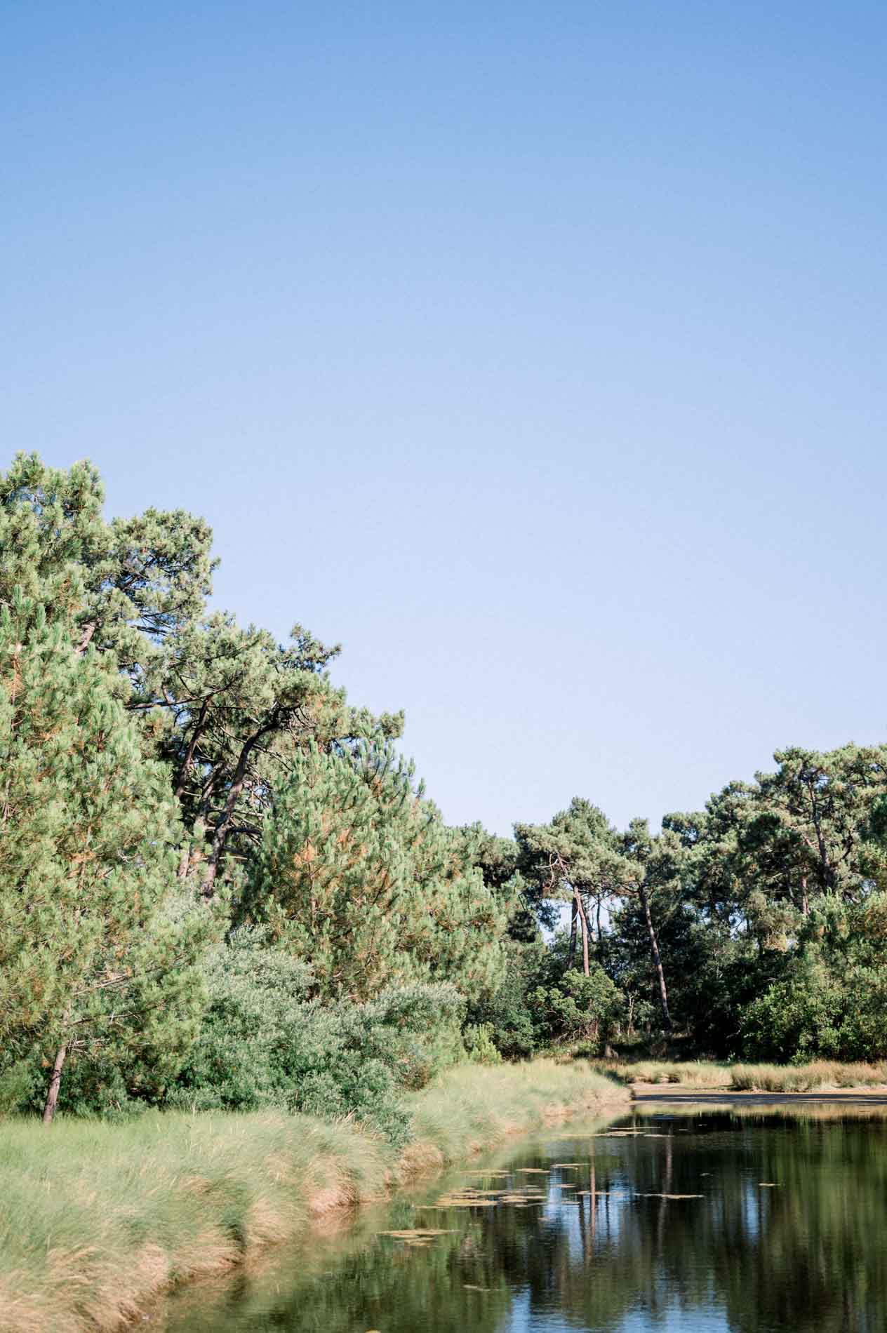 The Piraillan reservoirs lined with pines and reeds under a blue sky