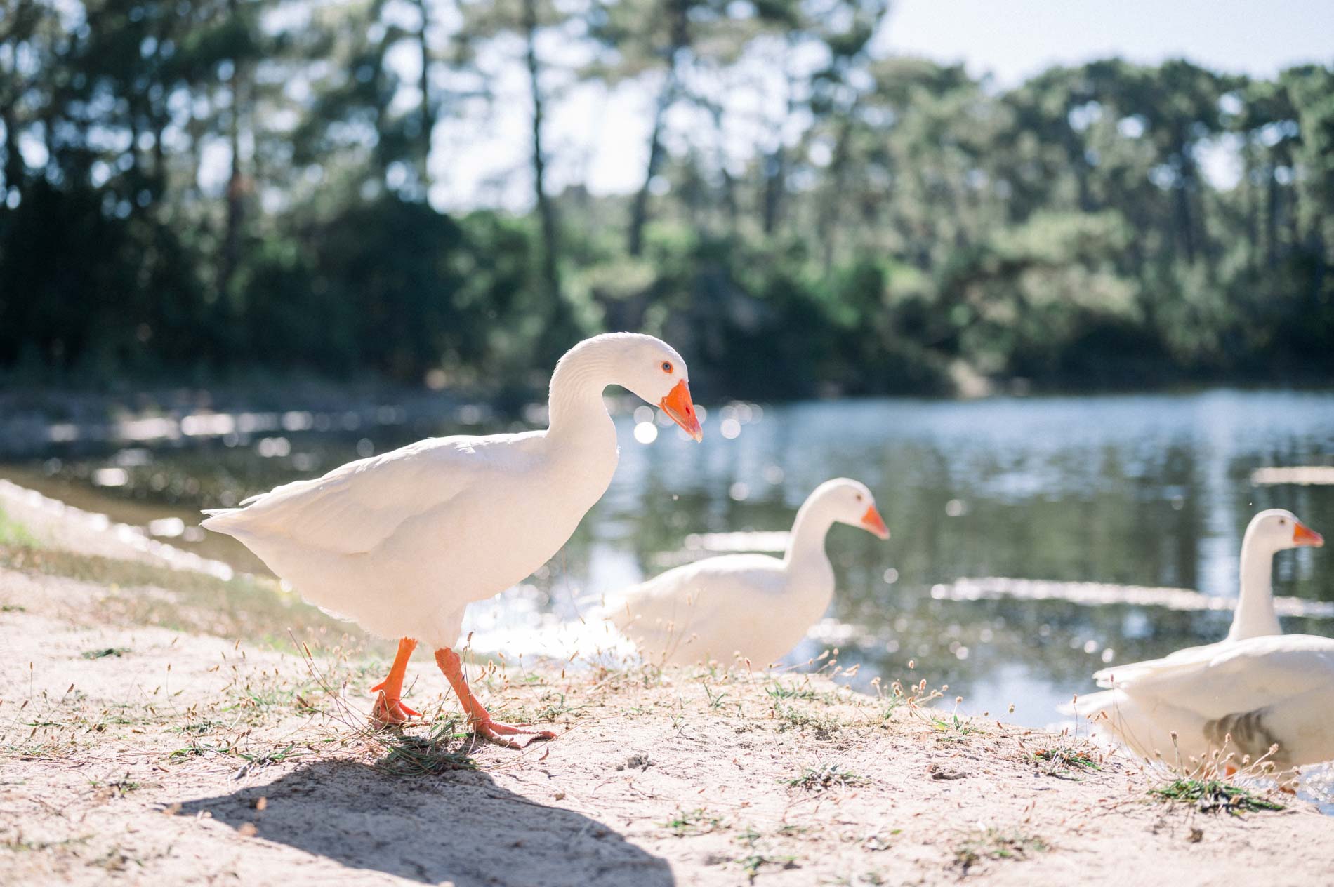 White geese at the edge of a pond surrounded by pines