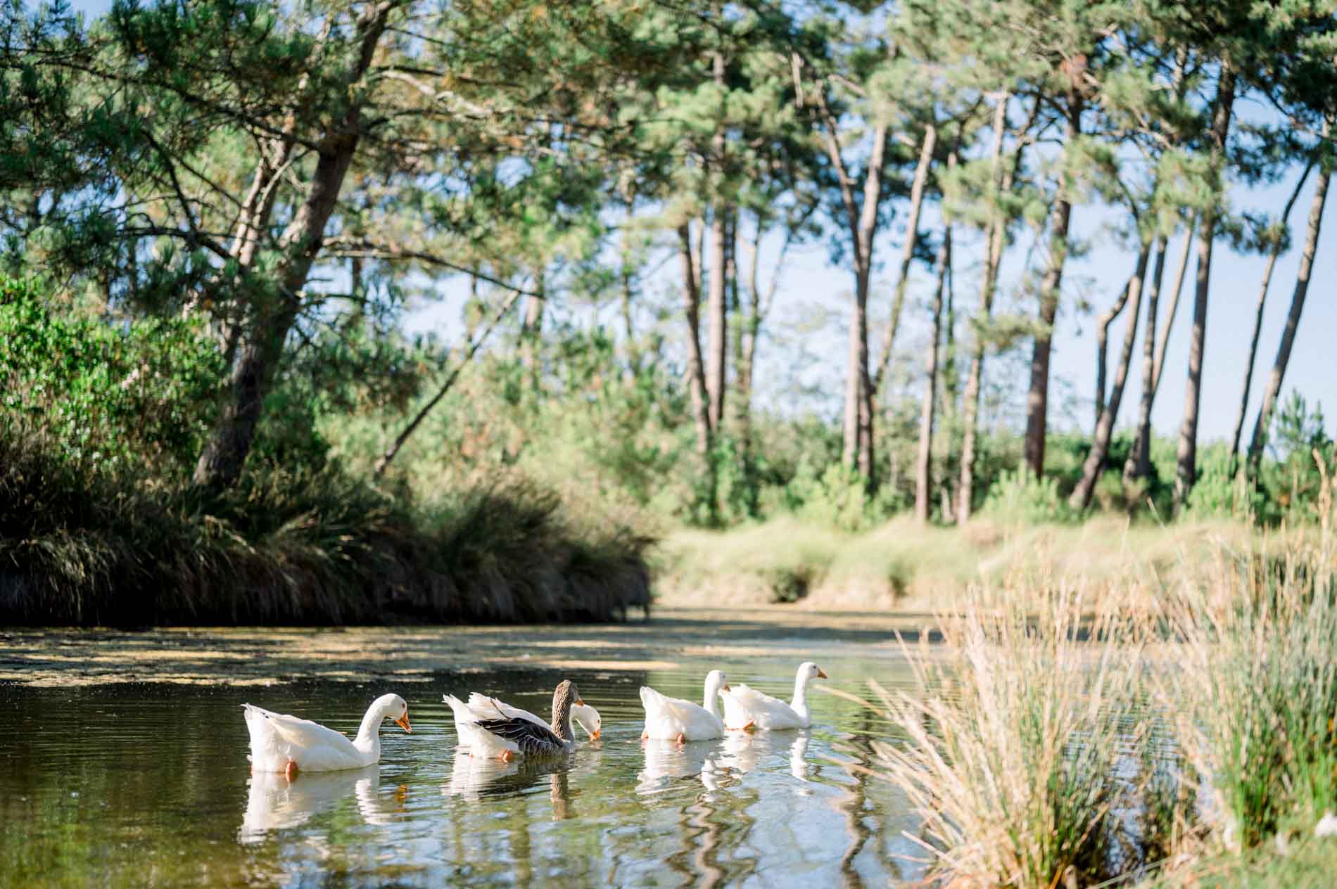 White geese swimming on a pond fringed with reeds and pines