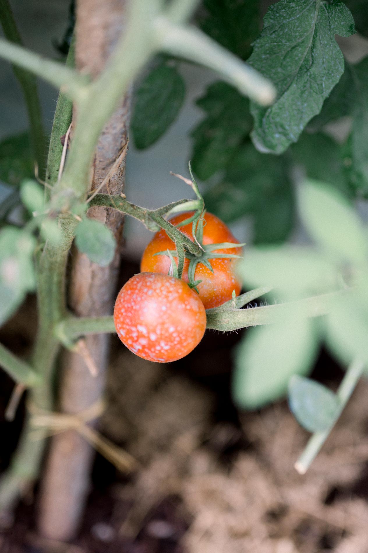 Cherry tomatoes ripening on the vine in a garden by the bay