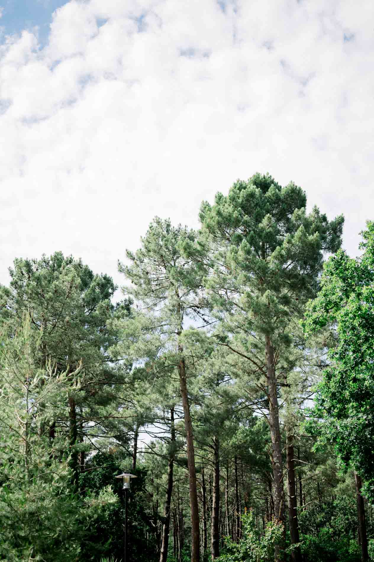 Maritime pine tops under a cloudy sky on the Cap Ferret peninsula