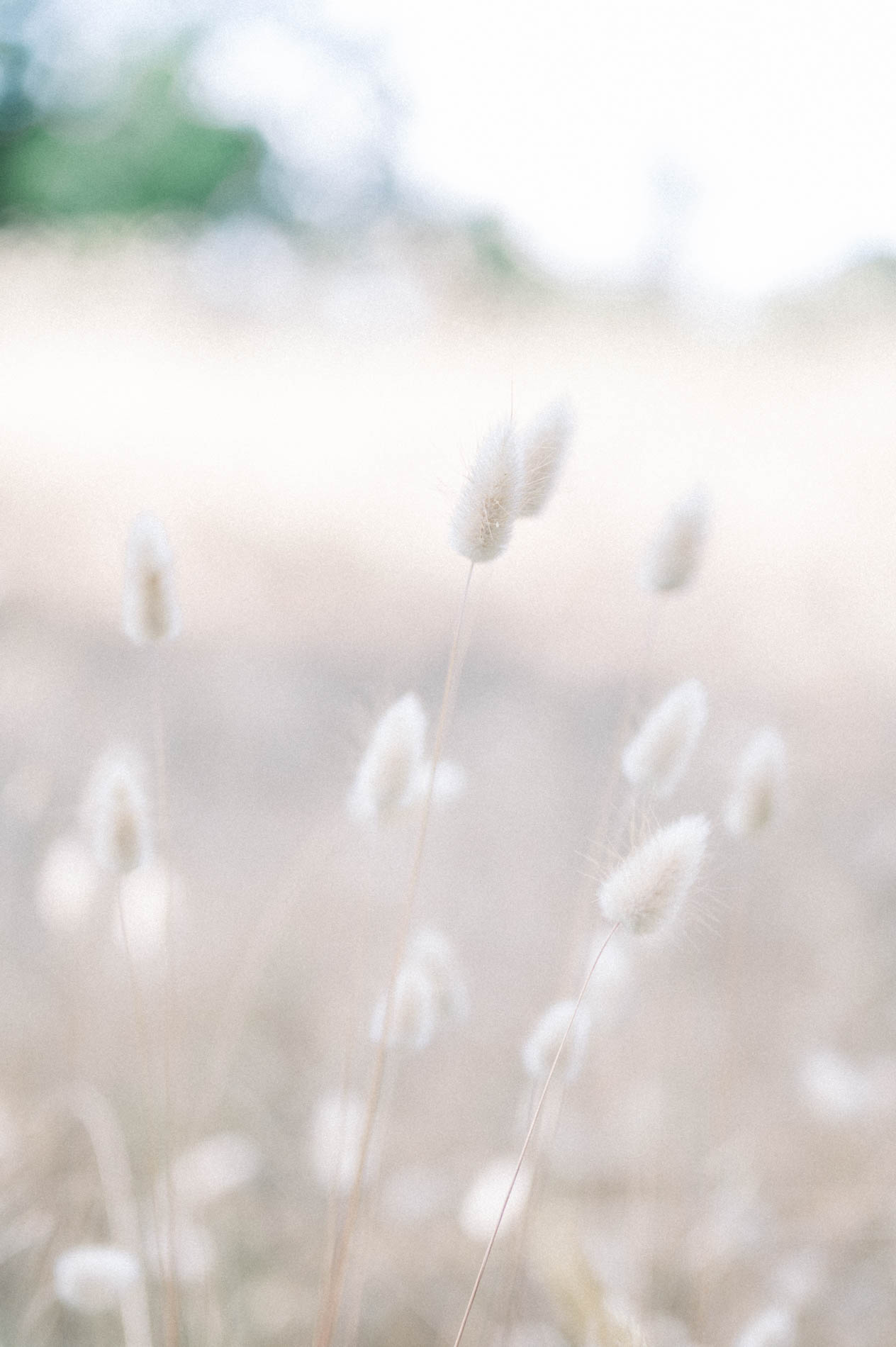 Fluffy dried grass heads in soft summer light