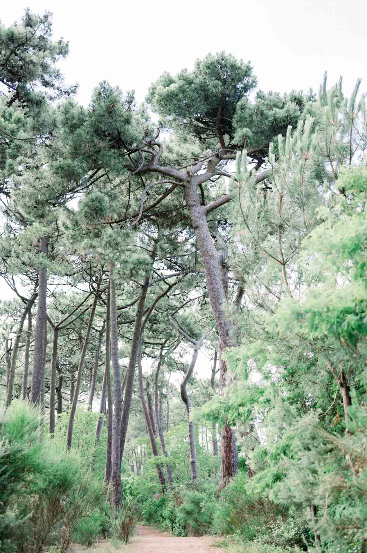 Sandy path winding through a pine forest on Cap Ferret