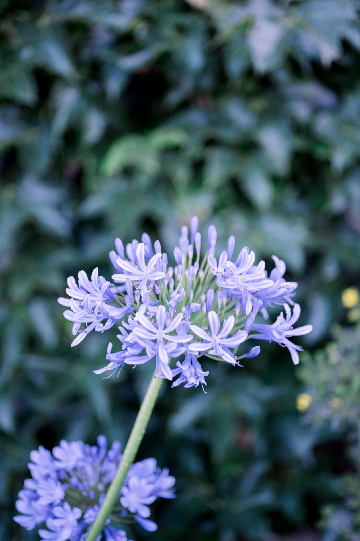 Blue agapanthus flower against dark foliage