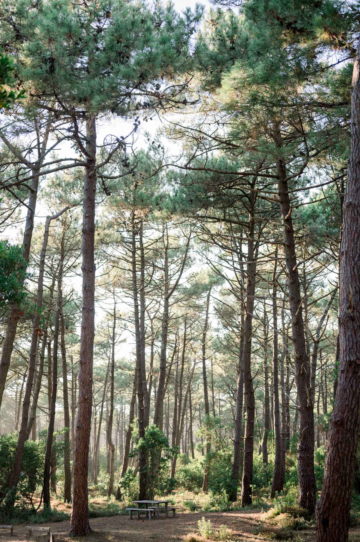 Tall maritime pines in a sunlit forest by the Arcachon Bay