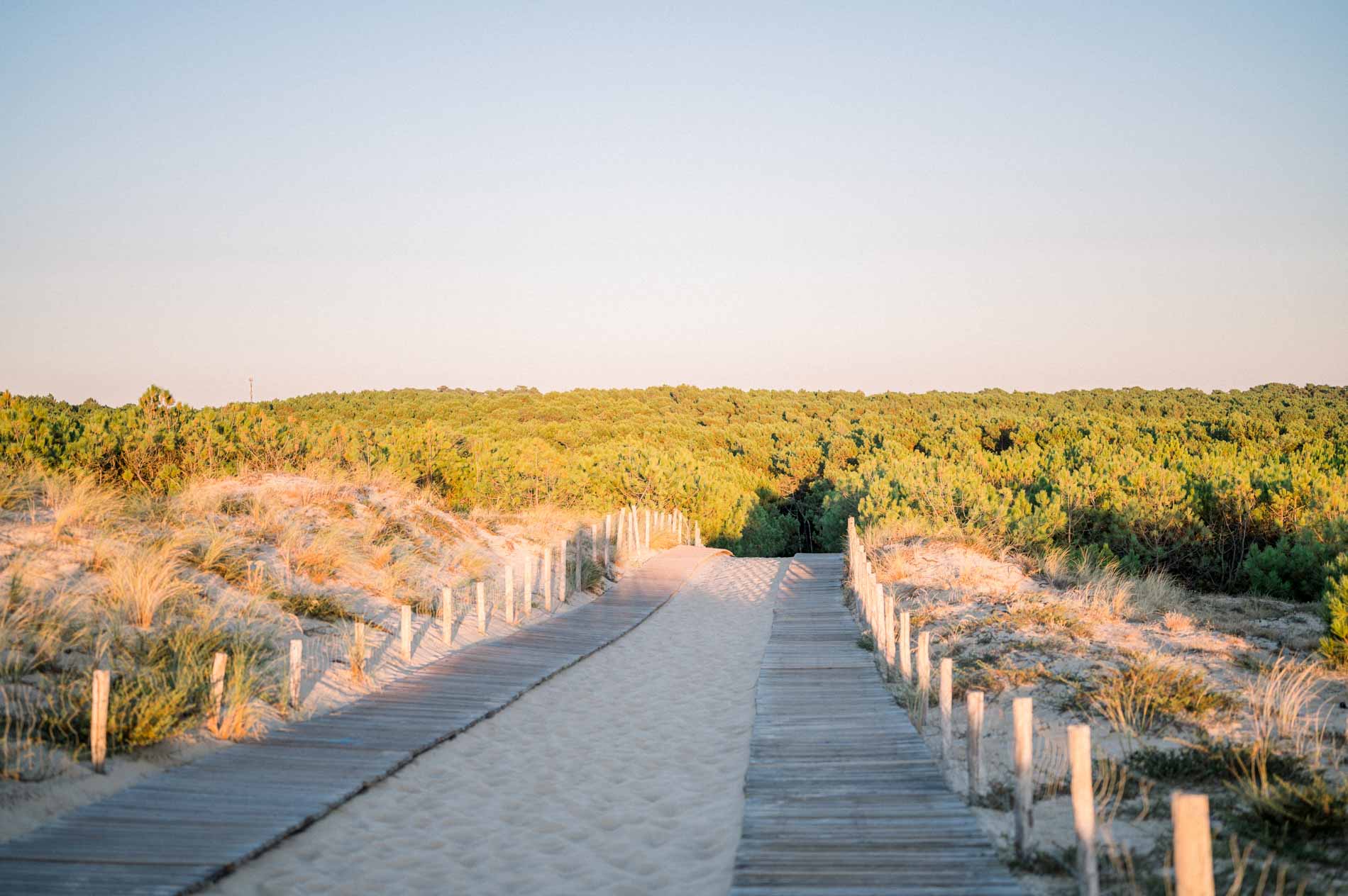 Wooden boardwalk leading through the dunes towards the pine forest