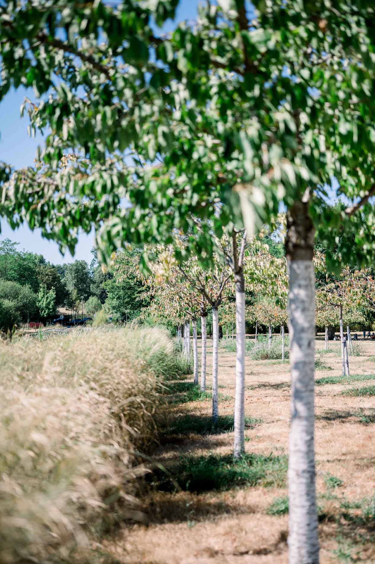 Avenue of young trees and tall grass in Parc Majolan in summer