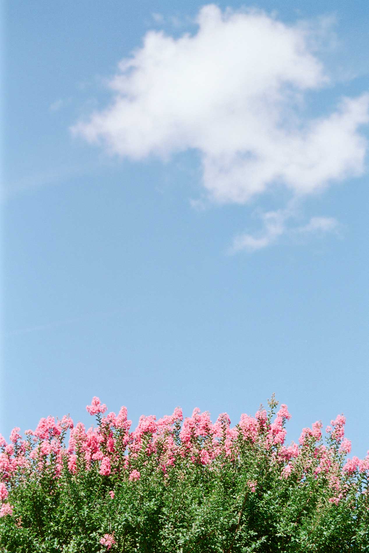 Lagerstroemia en fleurs roses sous un ciel bleu au Domaine de Larchey, Saint-Médard-d'Eyrans