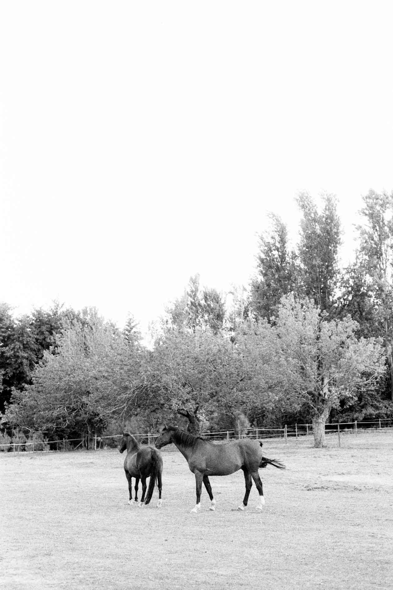 Chevaux dans un pré au bord du Domaine de Larchey, en noir et blanc