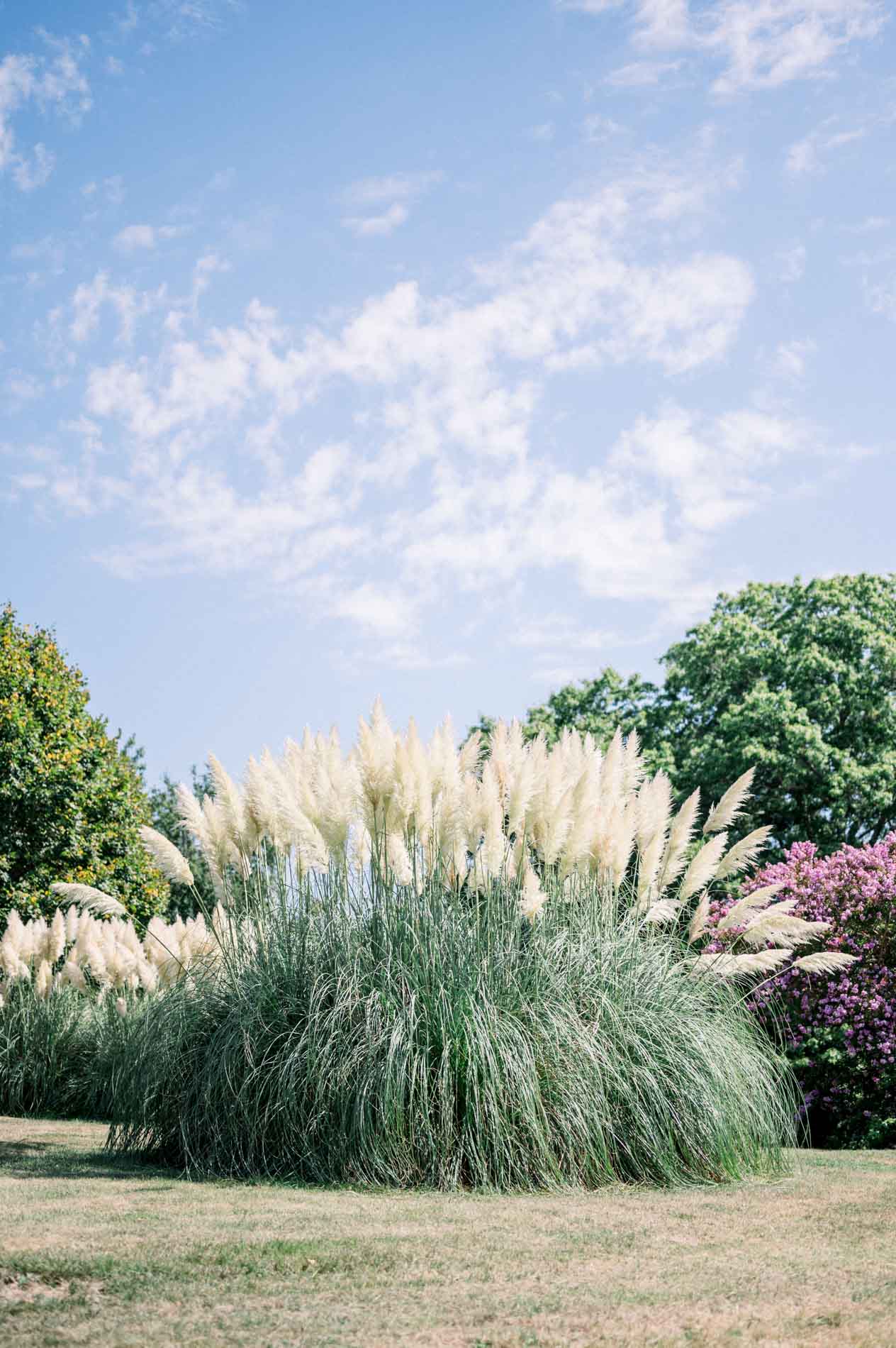 Pampas grass in the garden of Château du Broustaret, where the groom got ready