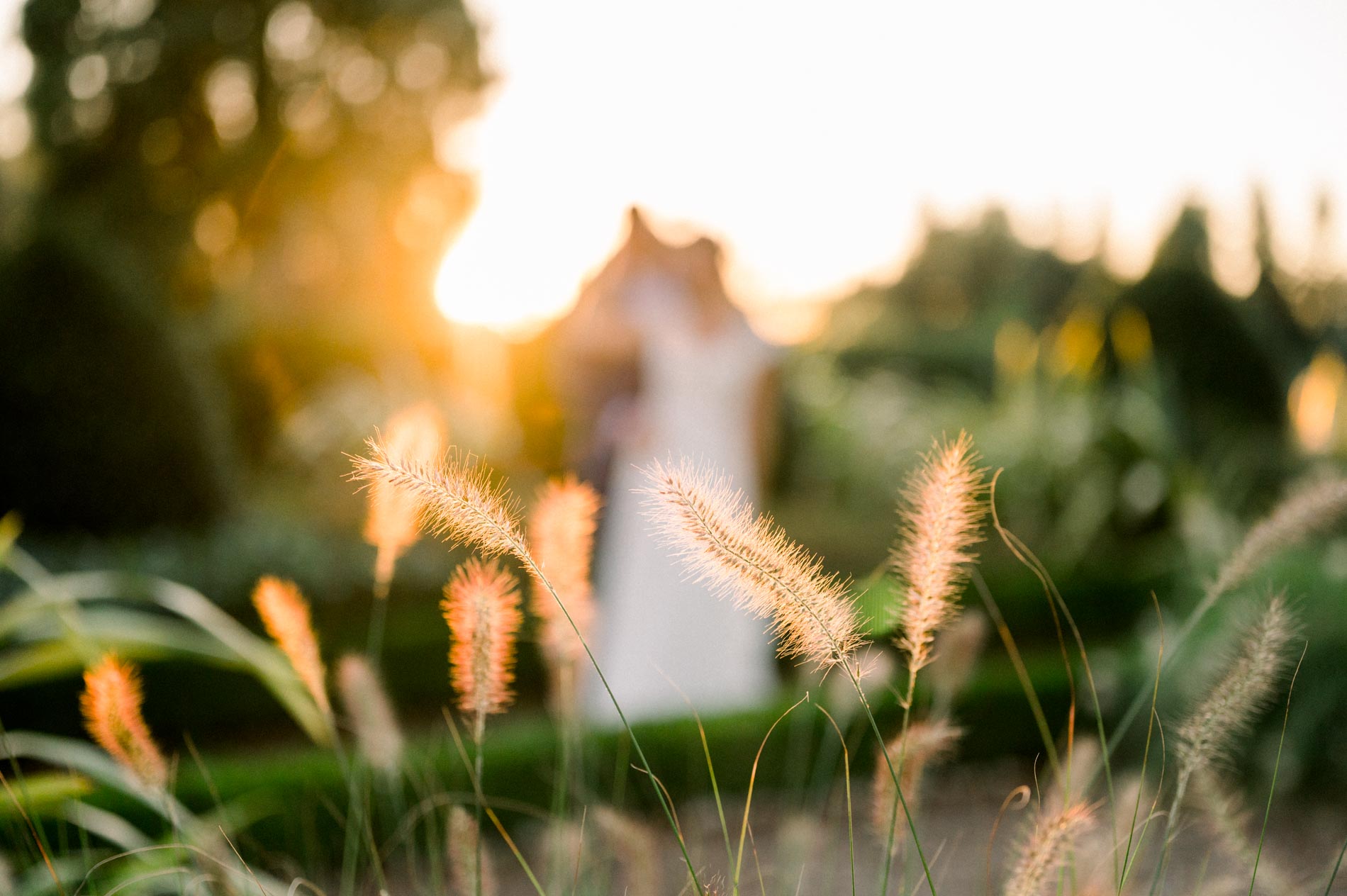 Couple softly blurred behind golden grasses at sunset