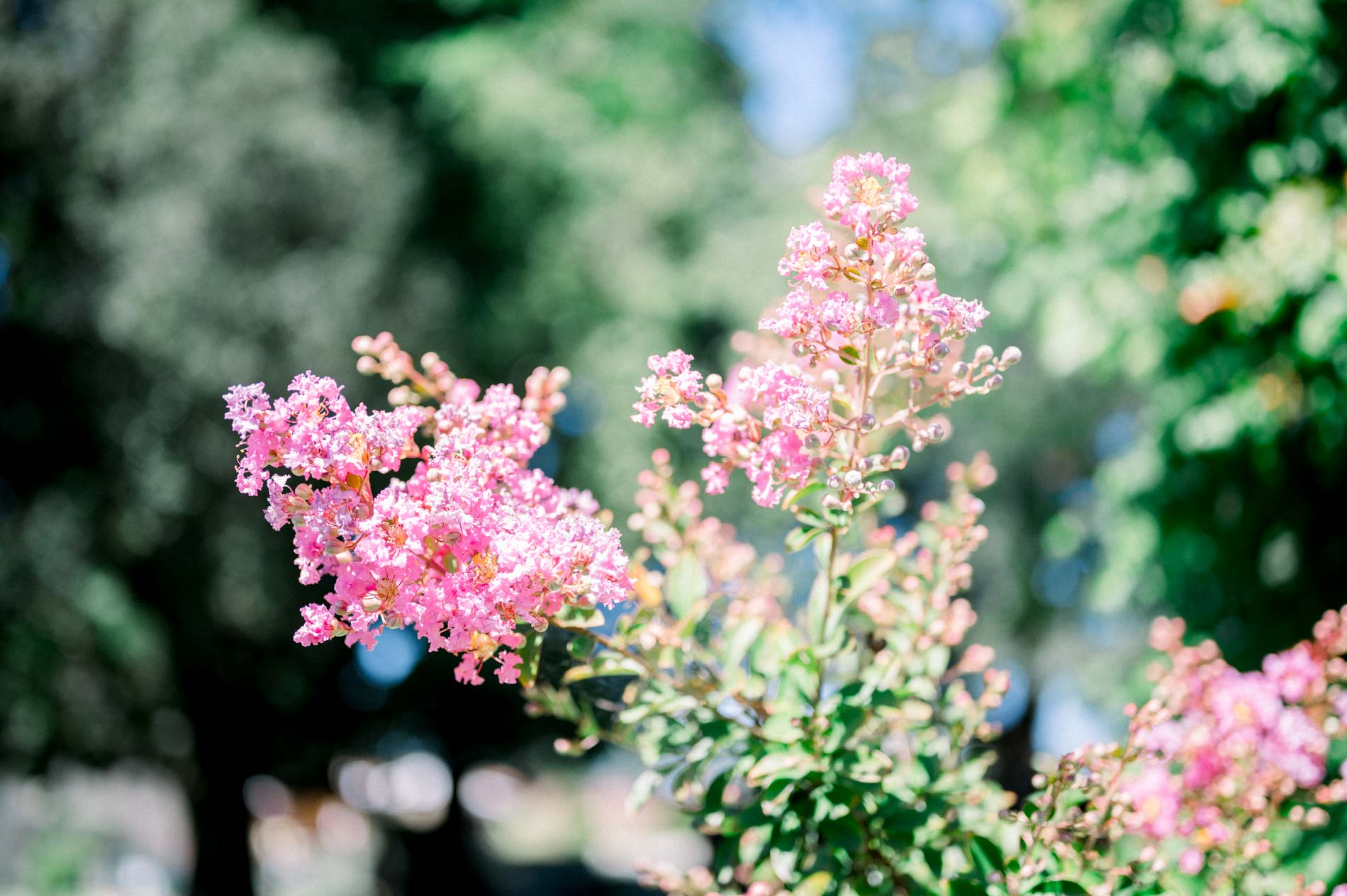Pink crape myrtle in bloom in the garden of Domaine de Larchey