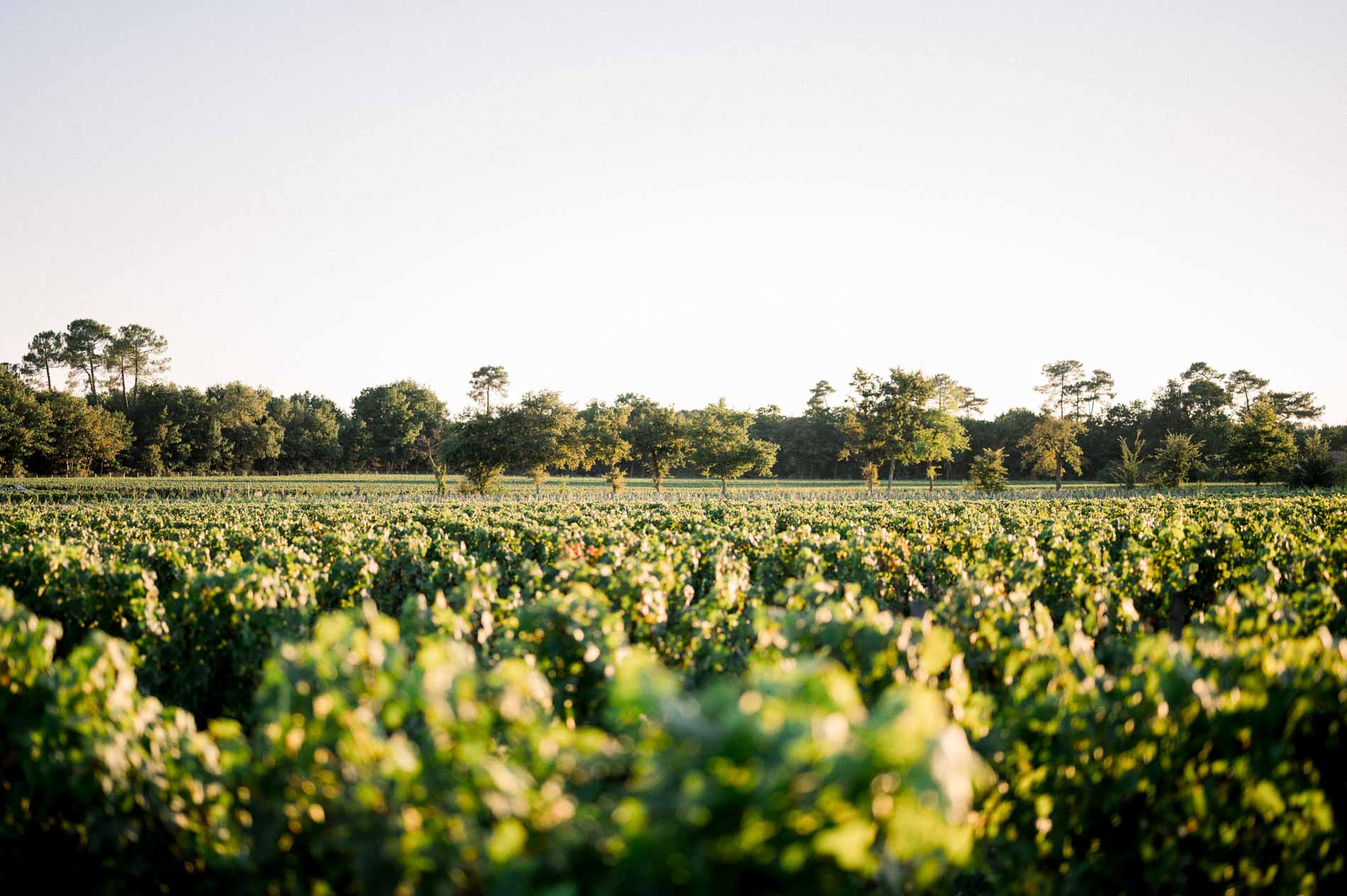 The vineyard of Château Smith Haut Lafitte bathed in evening light
