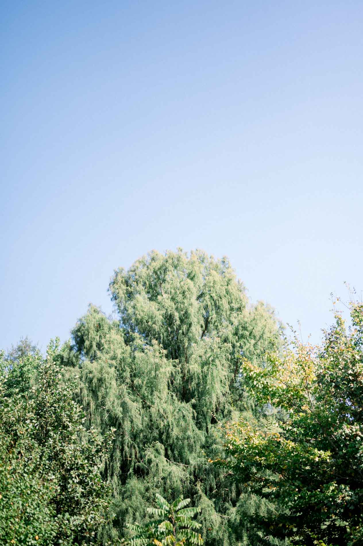 Large leafy tree under a blue sky at the Réserve écologique des Barails
