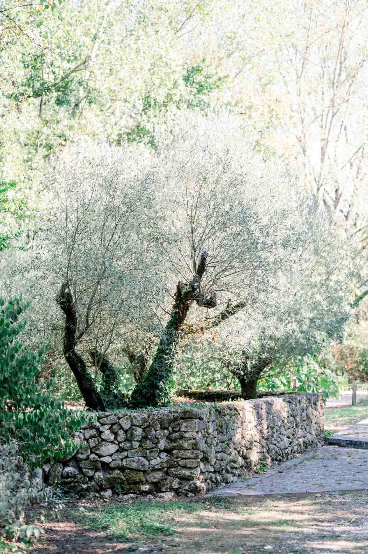 Olive trees and a dry stone wall along a park path