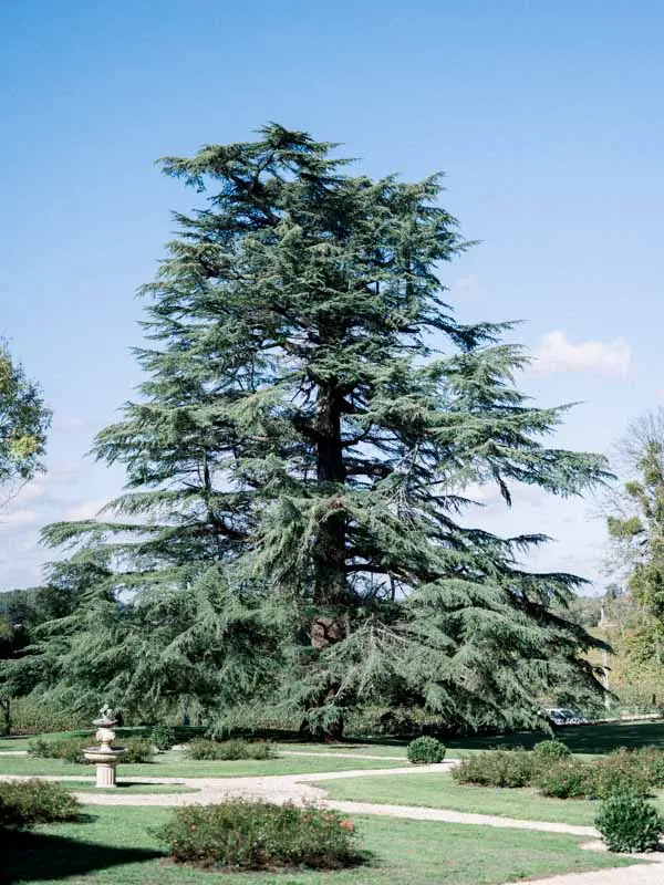 Tall cedar of Lebanon in the park of Château de Garde