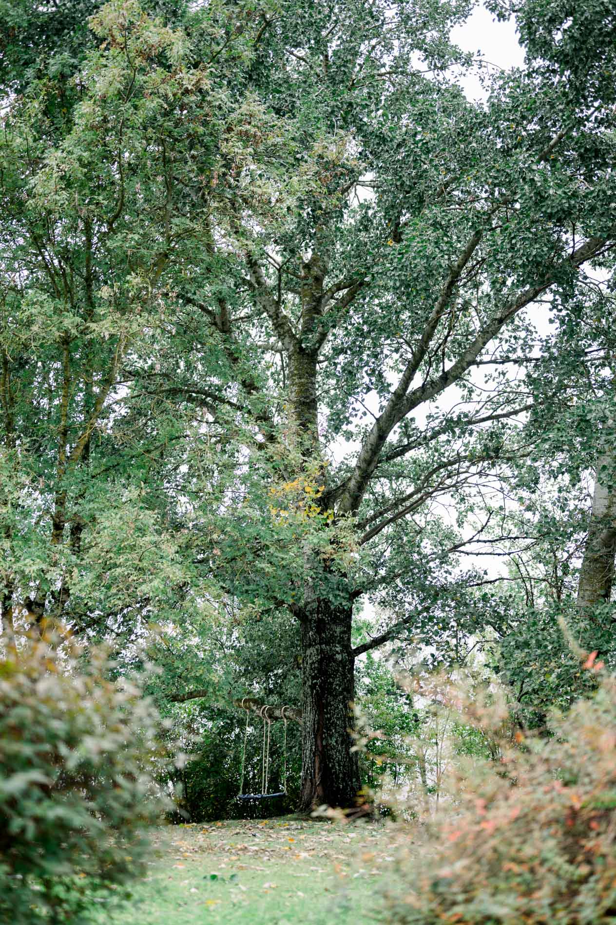 Large oak tree at the end of a green path at Ferme du Moulinat