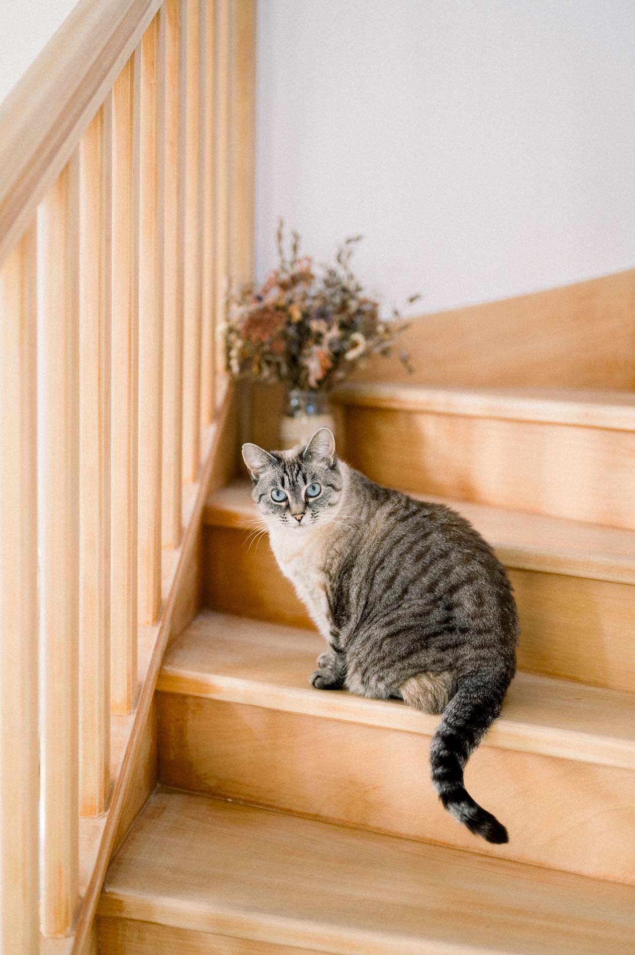 Chat tigré assis dans un escalier en bois, séance grossesse à domicile