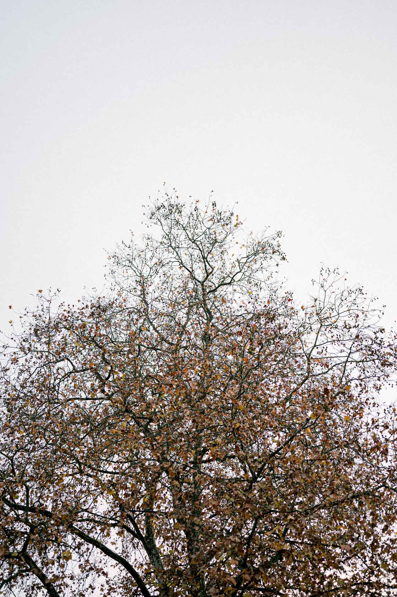 Arbre presque dénudé par l'automne se découpant sur un ciel blanc
