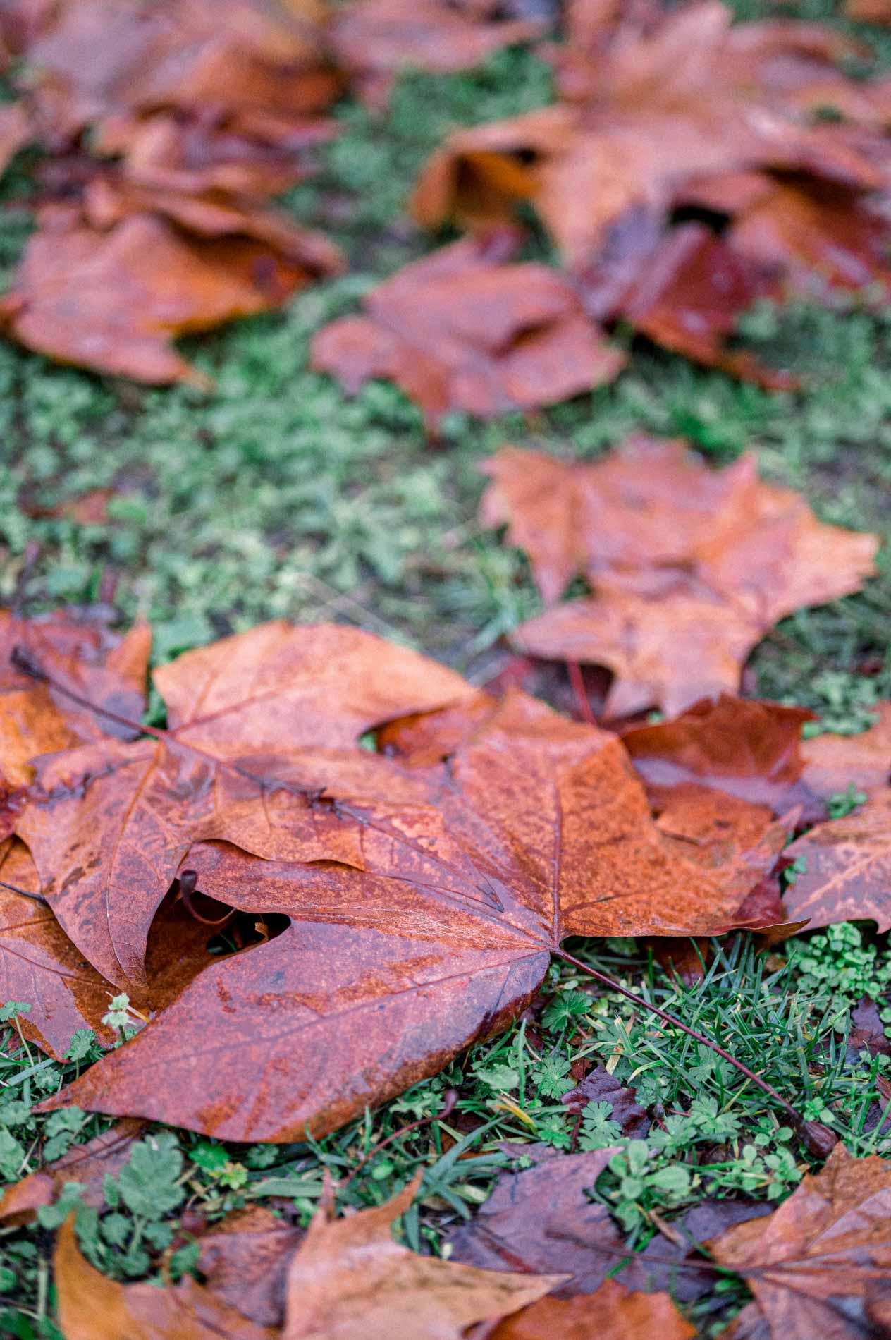 Feuilles mortes rouges et orangées tombées sur l'herbe du jardin en automne
