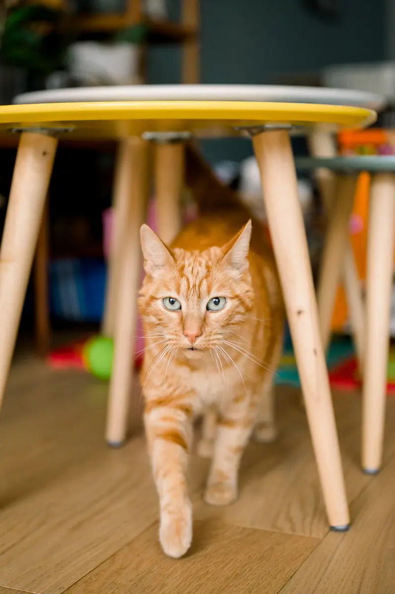 Ginger cat walking under a wooden stool in the living room