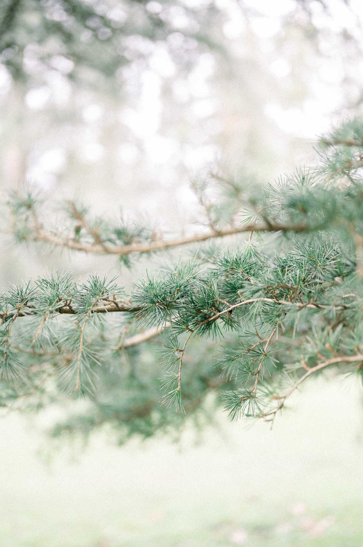 Conifer branches in the foreground amid the park's soft haze