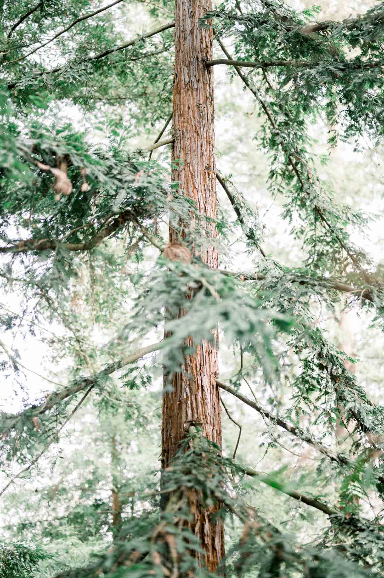 Tall redwood and conifer branches in the Parc Bordelais