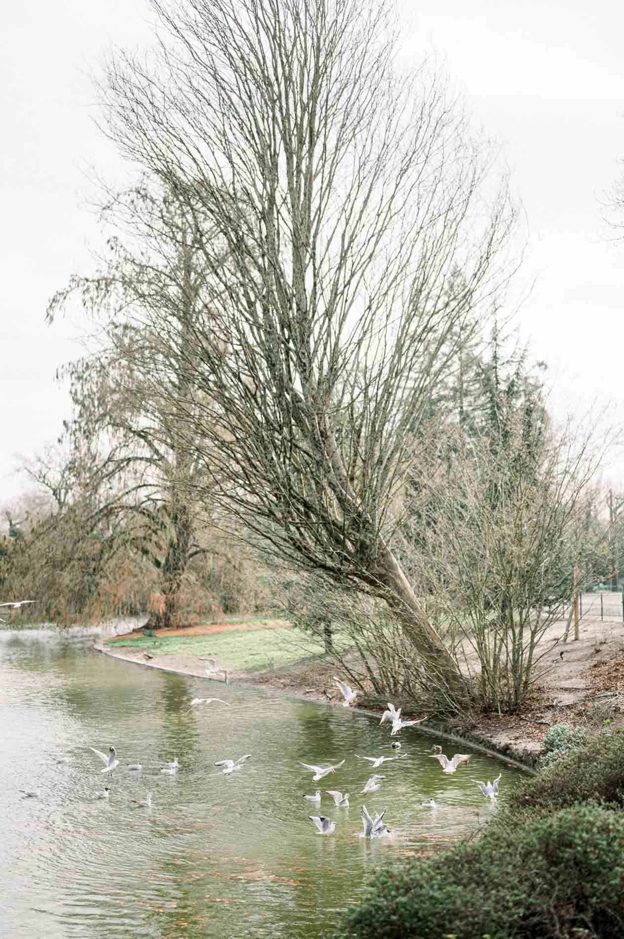 Large leaning tree and gulls on the Parc Bordelais pond