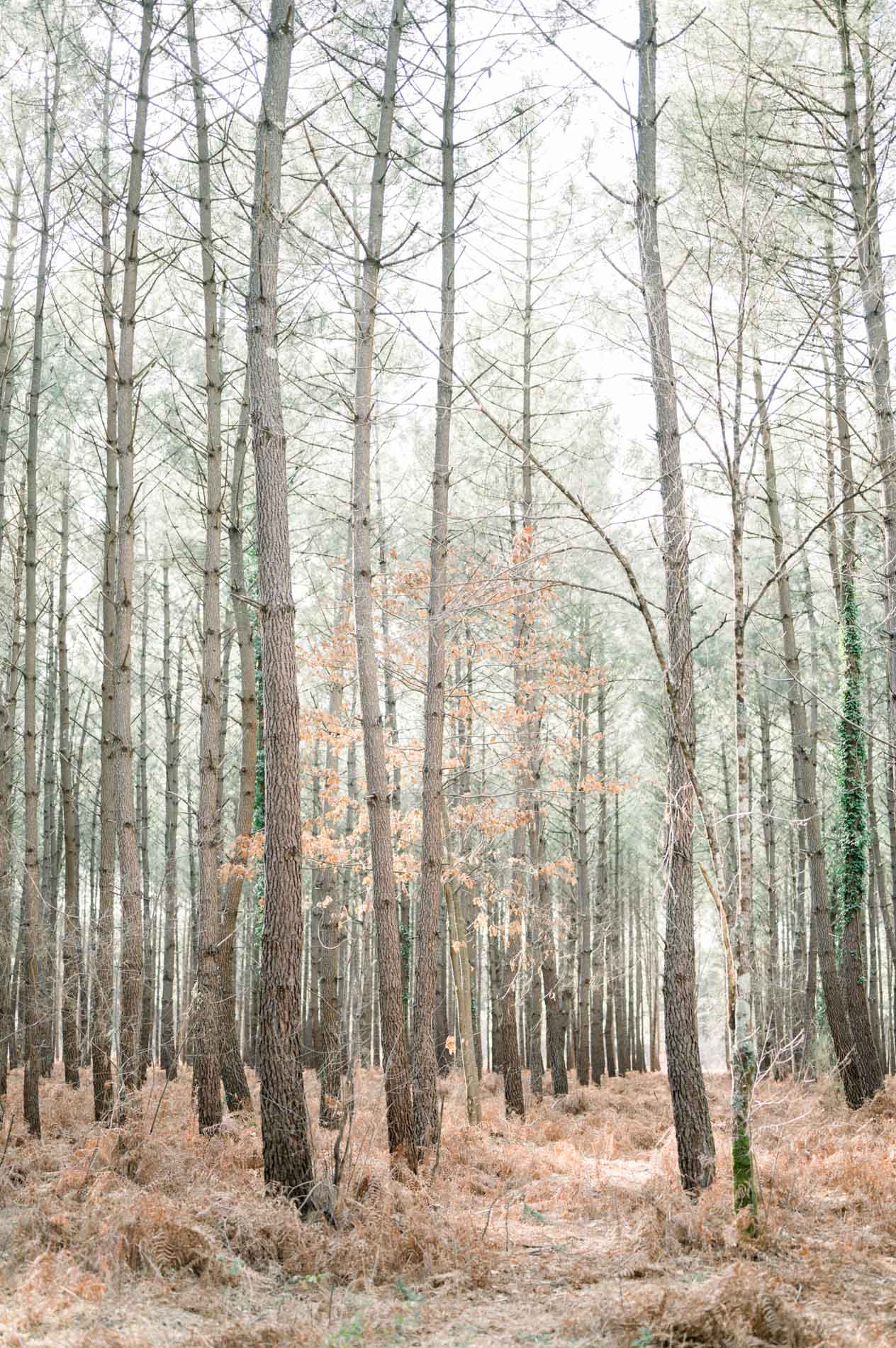 Tall rows of pines and russet ferns in the Canéjan forest