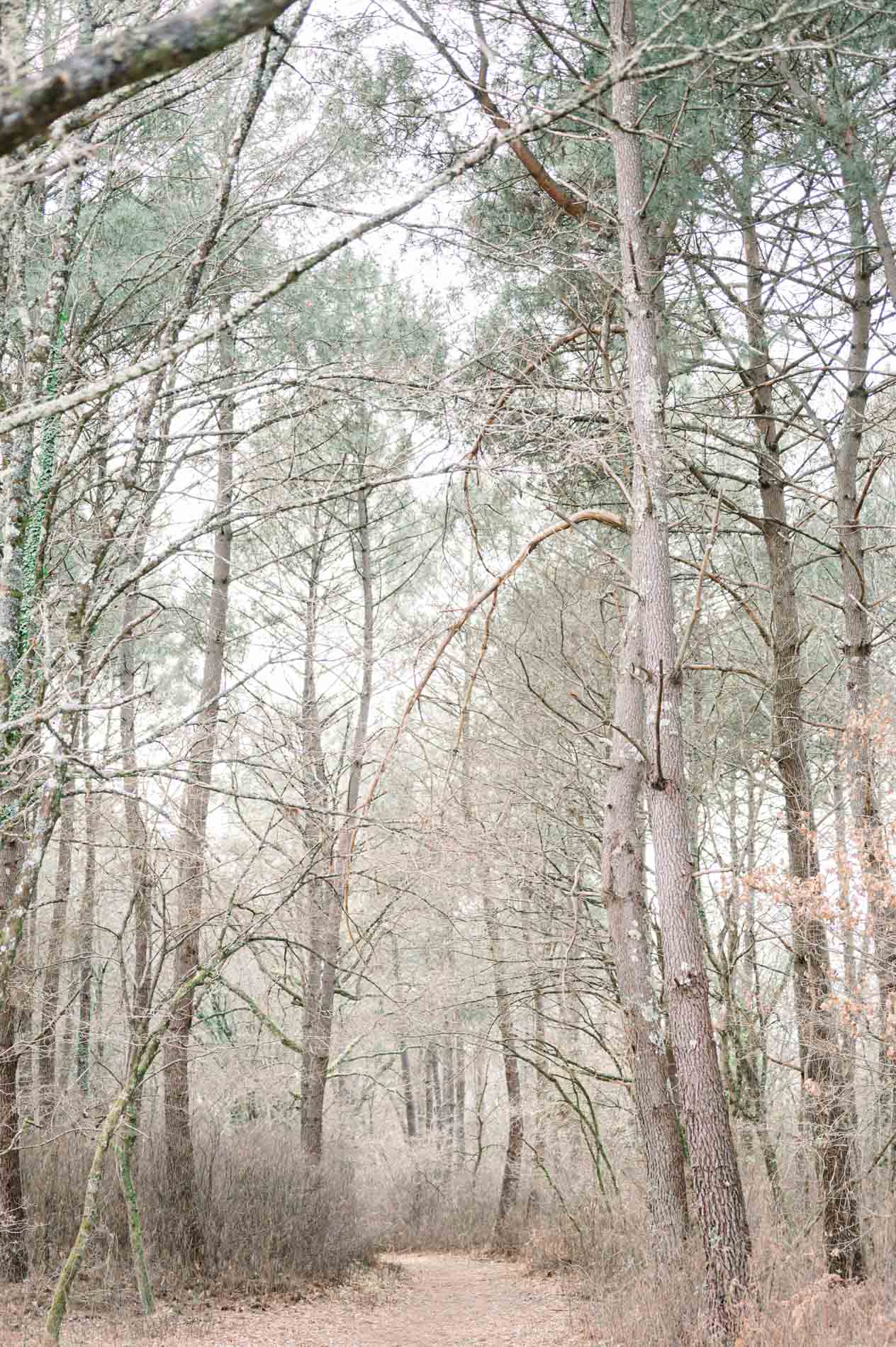 Forest path lined with pines in the Canéjan forest