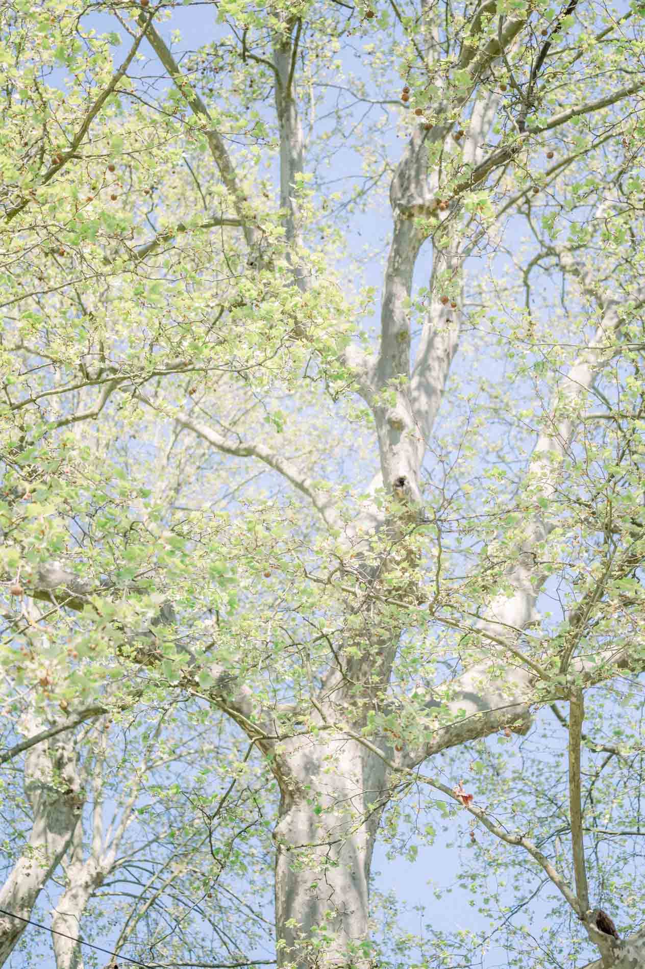 Feuillage printanier d'un grand arbre vu en contre-plongée